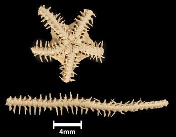 Media type: image;   Invertebrate Zoology OPH-1121 Description: Bottom up view of single ophiuroid specimen with a scale bar.;  Aspect: ventral